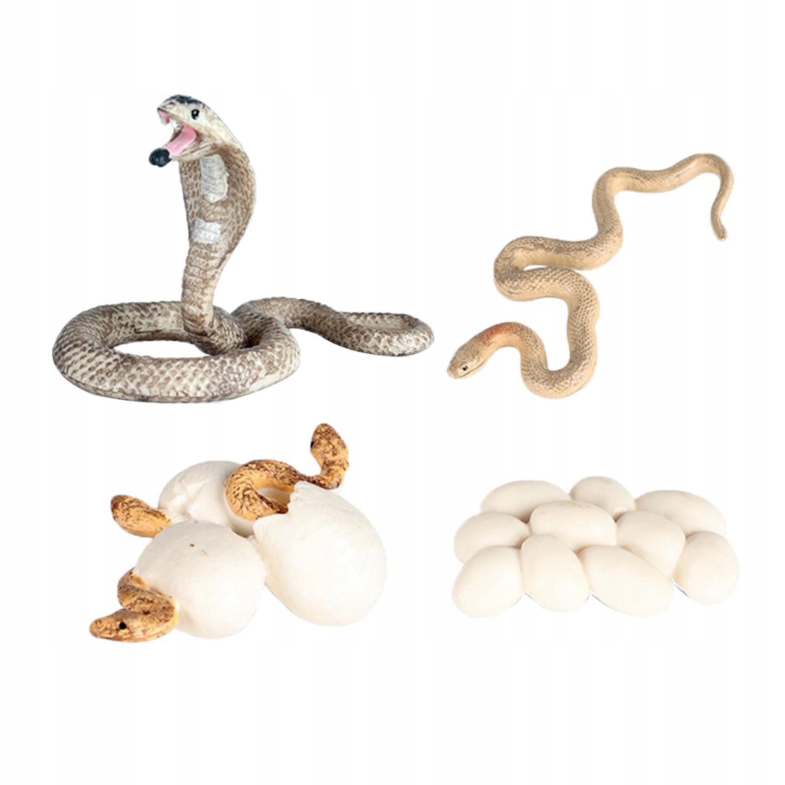 Model wzrostu Przedszkolne biologiczne