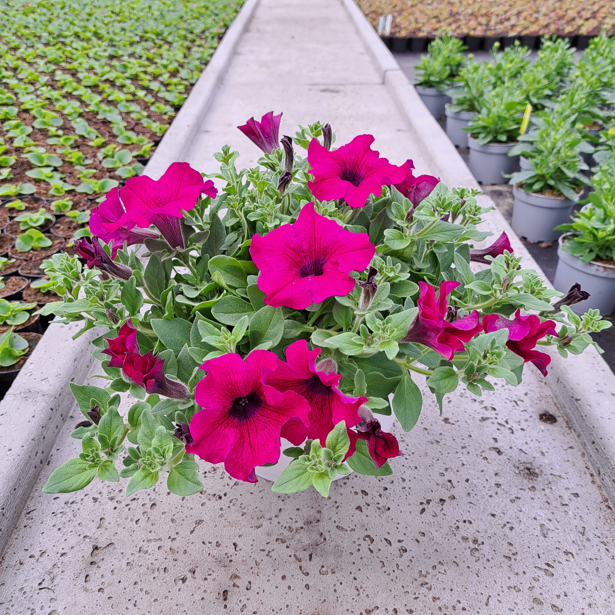 Petunia Hybrida Purpurowa Balkon Wisząca Doniczka Kwitnąca Kwiaty Do ...