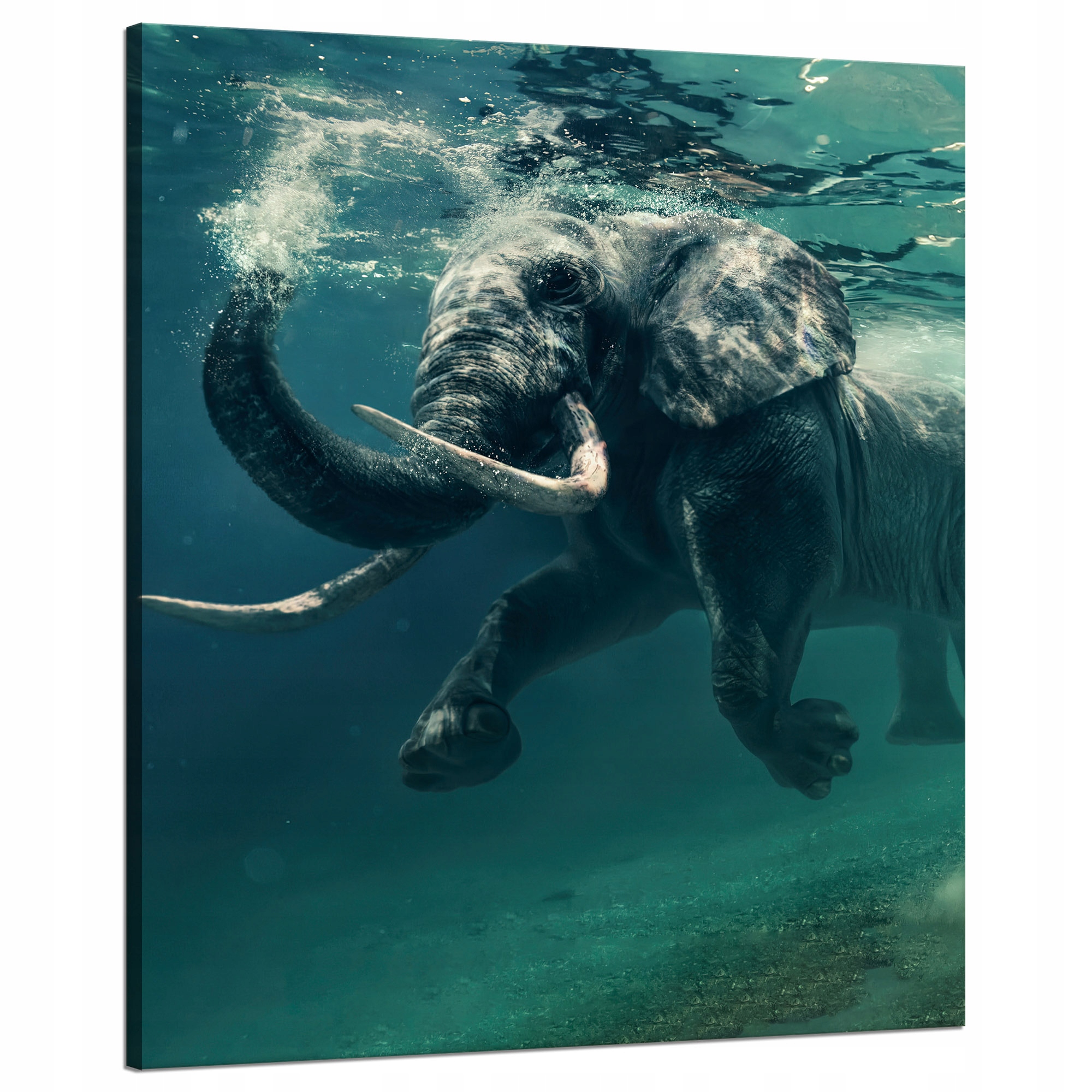 Obraz na plátně Plovoucí slon ve vodě Umění 80x100 cm