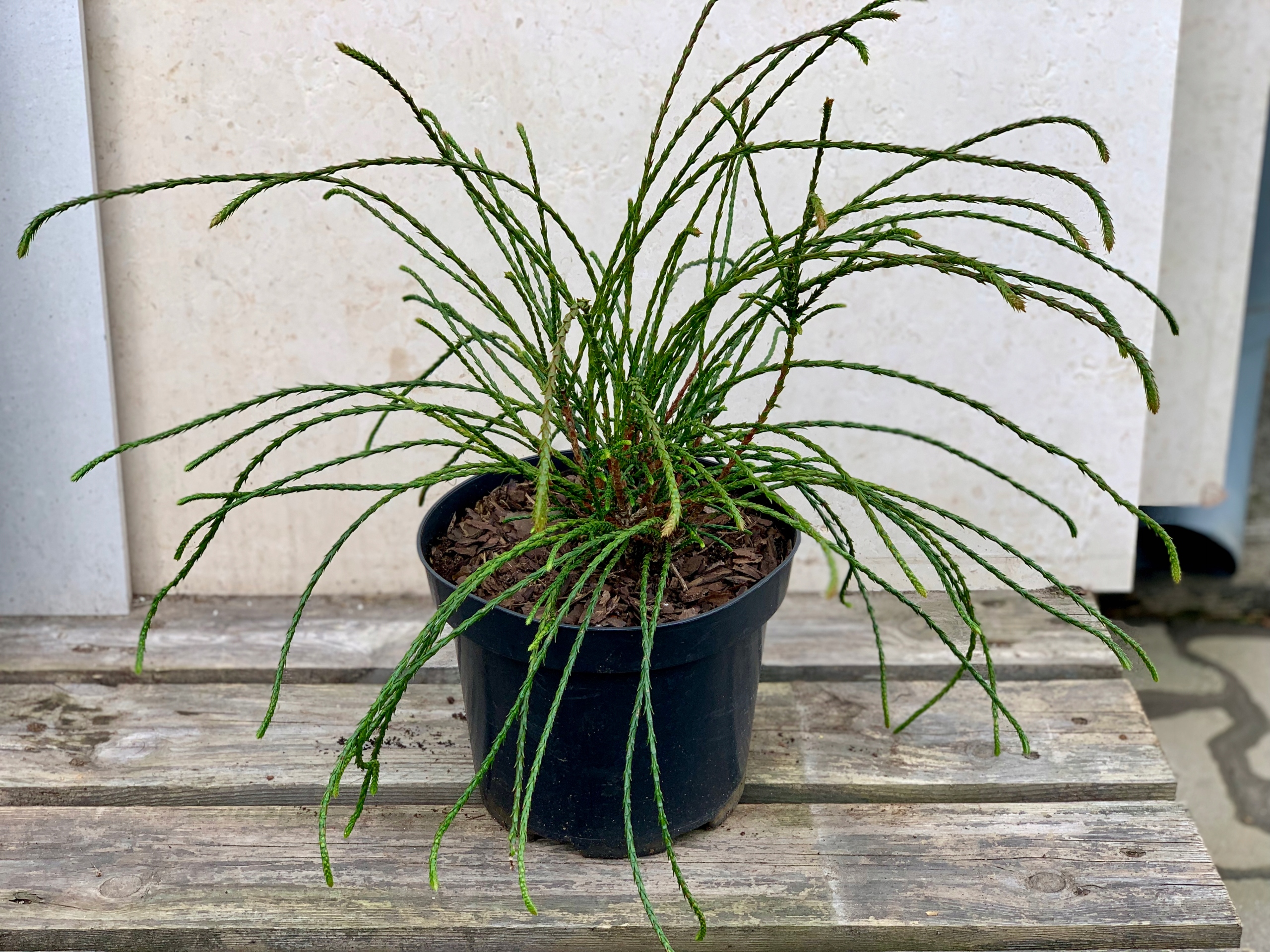 Туя whipcord зеленые нити