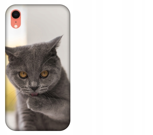 

Etui pokrowiec iPhone Xr Kot kotek smieszne zwierz
