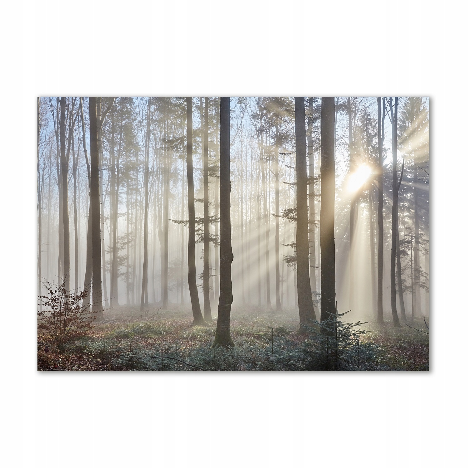 

Foto obraz szkło akrylowy Mgła w lesie 100x70 cm