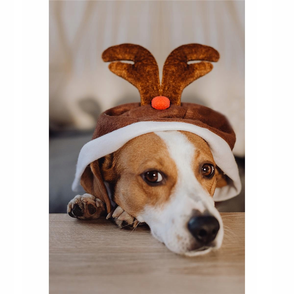 Oblečení Pro Malého Psa Vel.s Sob Vánoce