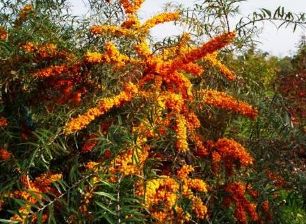 Rokitnik zwyczajny Hergo - Hippophae rhamnoides 2L