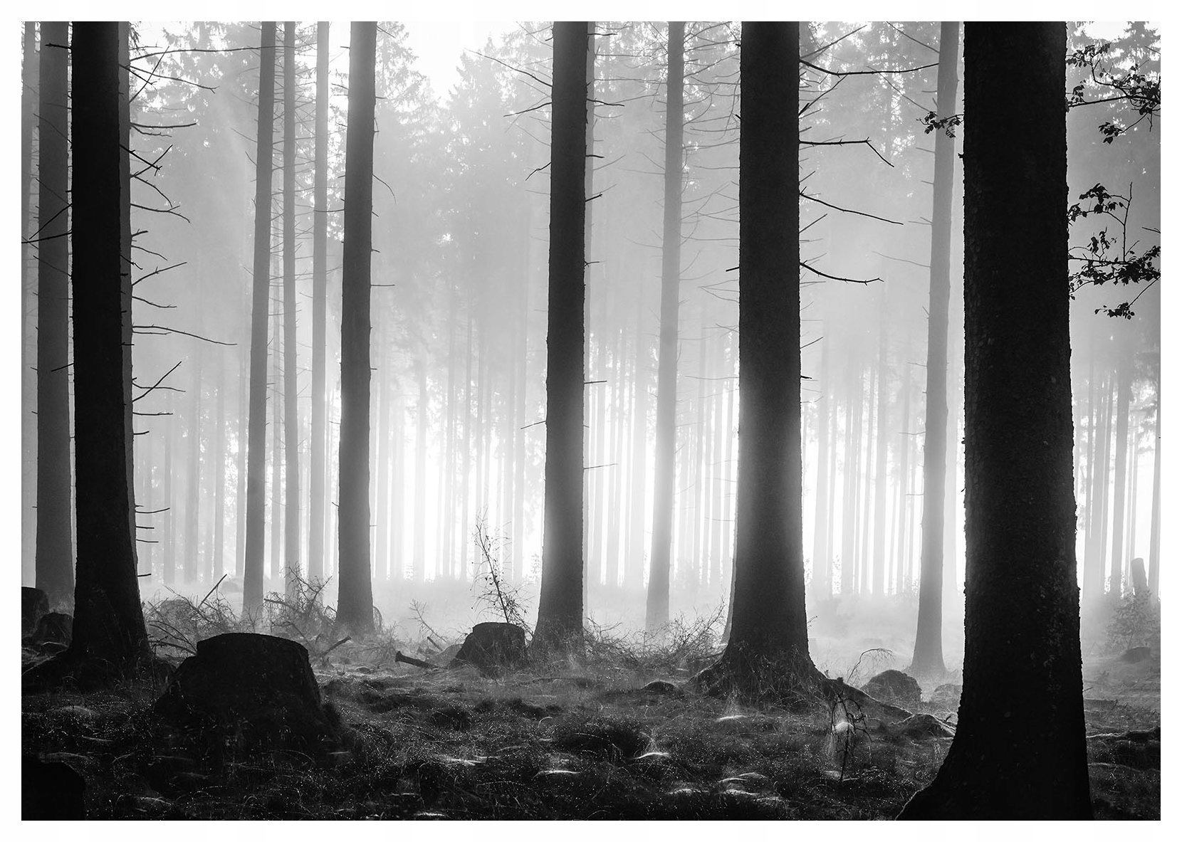 Fototapeta Čiernobiele ráno v hmle Tajomný les 350x250 lepidlo