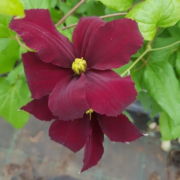 Clematis Westerplatte poj. 2l