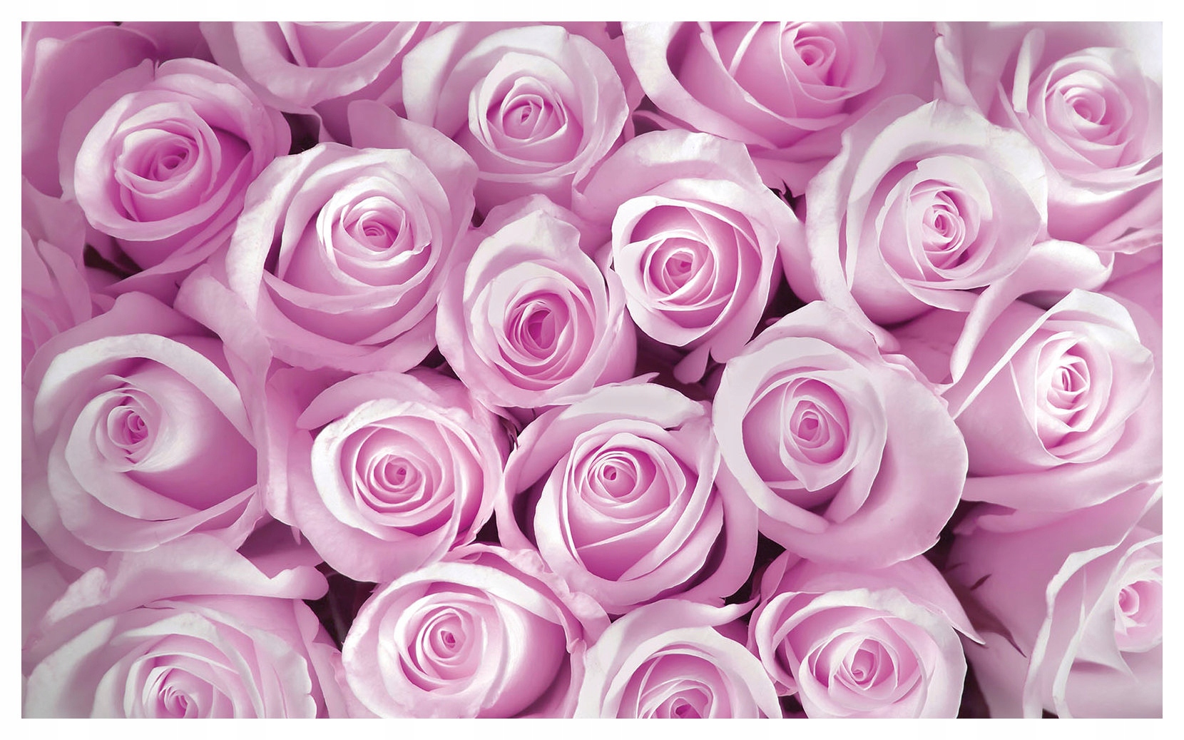 Fototapeta flizelina Růže jemné pastely romantismus květiny 350x250 lepidlo