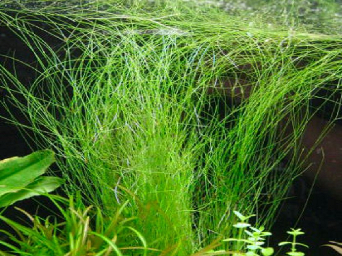 ELEOCHARIS VIVIPARA - hodowla podwodna