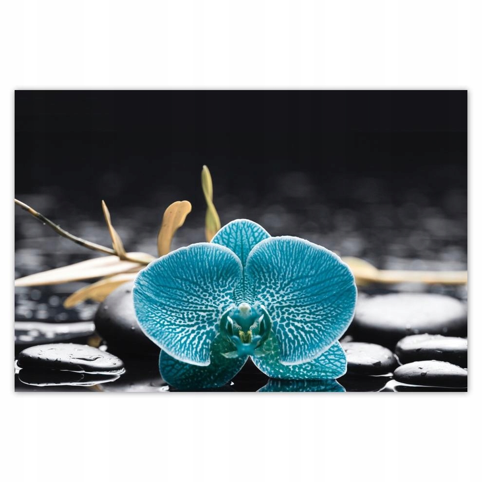 

Plakat 93x62 Turkusowy storczyk Kwiat