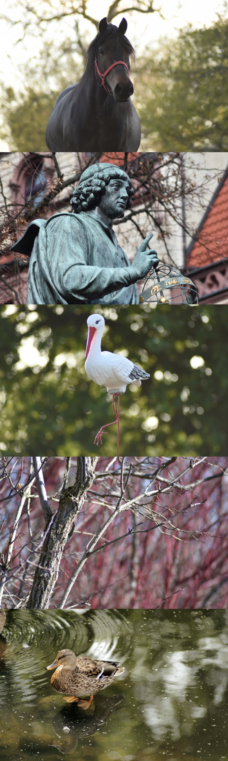 pentacon 4/200 mm nikon nieskończoność ostry bokeh Model 200mm