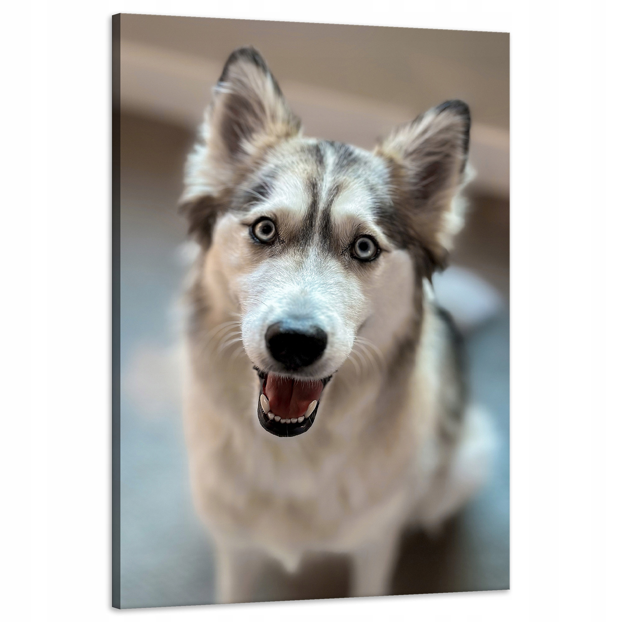 Obraz Canvas Zvířata Pes Husky Sibiřský 60x90