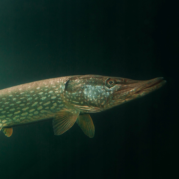 GLINA WĘDKARSKA KLEJĄCA CIĘŻKA DO ZANĘTY 25kg Kod producenta kamienieakwariowe