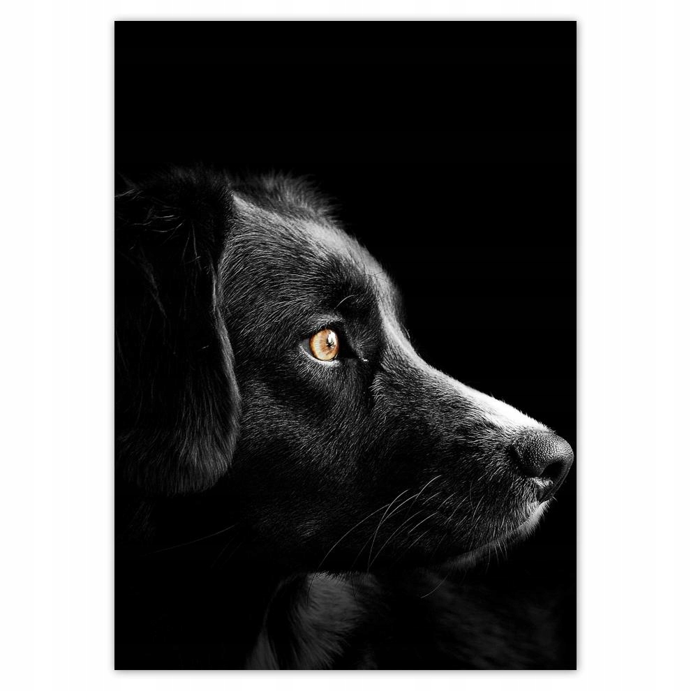 

Plakaty 50x70 Czworonożny przyjaciel