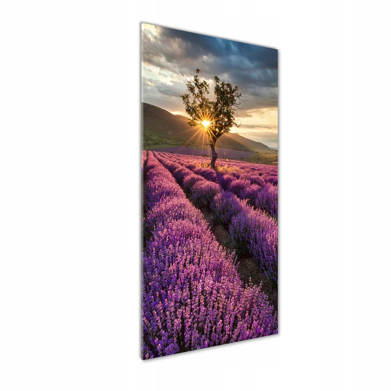 

Nowoczesny fotoobraz akrylowy Pole lawendy 50x125