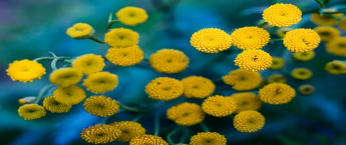 

Tapeta flizelinowa Żółte kwiaty - 250x104
