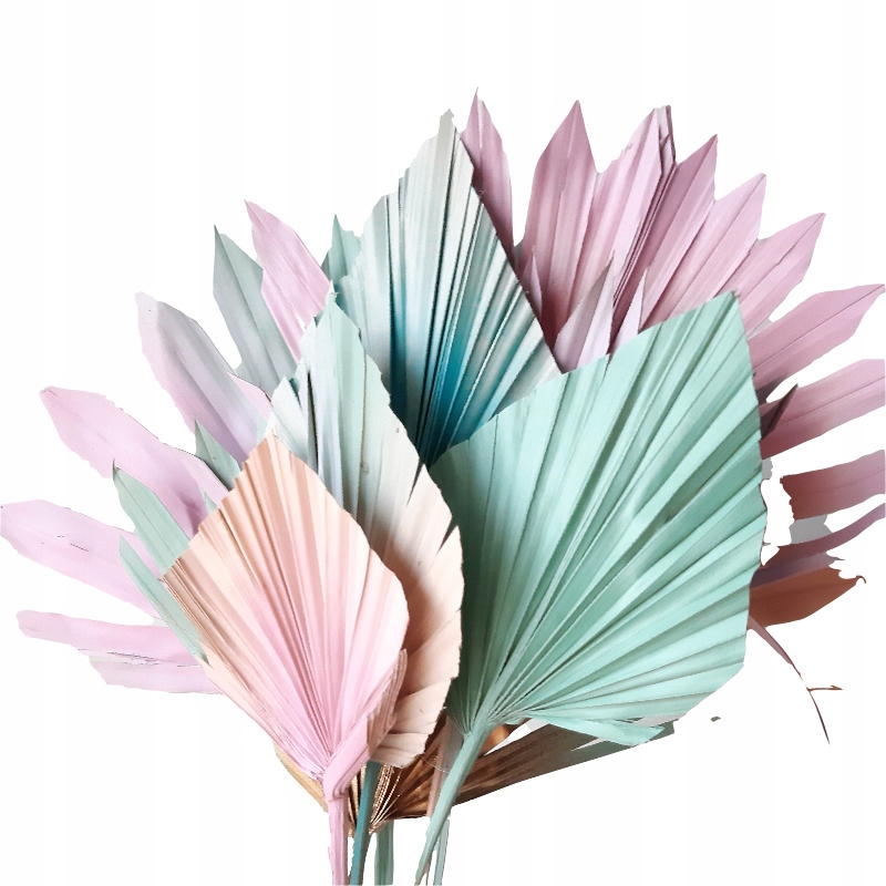 Palma złota liść naturalny MiłaOdmiana Kod producenta MO_Palmy