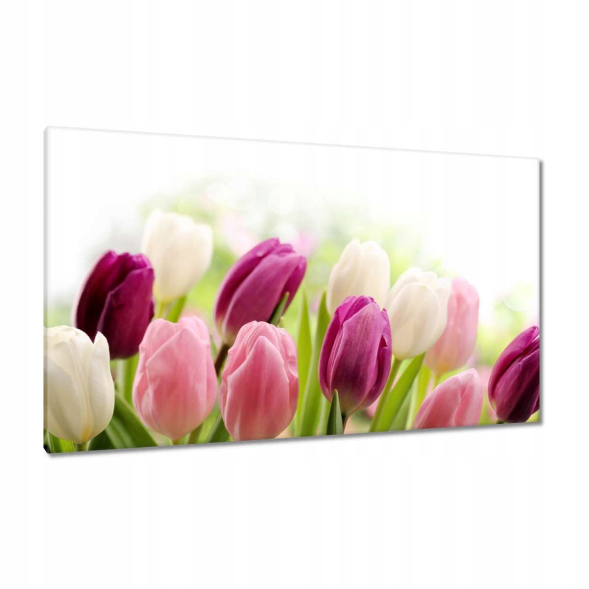 Obrazy 120x70 Krásné tulipány