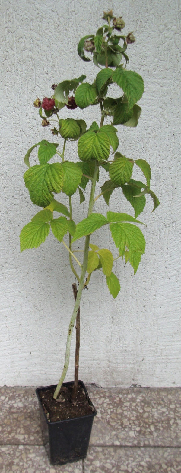 MALINA CZERWONA Veten - sadzonki w doniczkach Producent inna