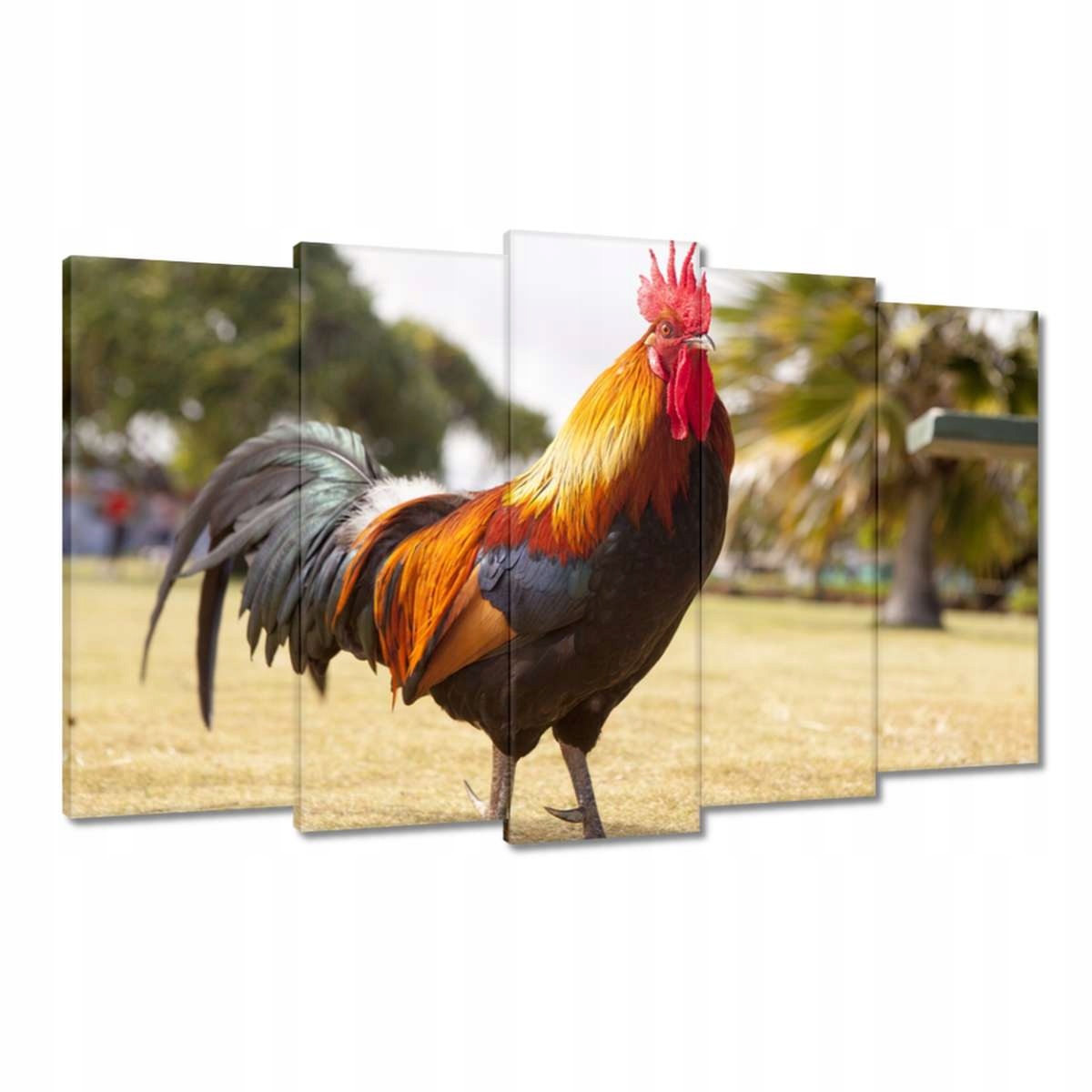 Obrazy 100x60 Kohout