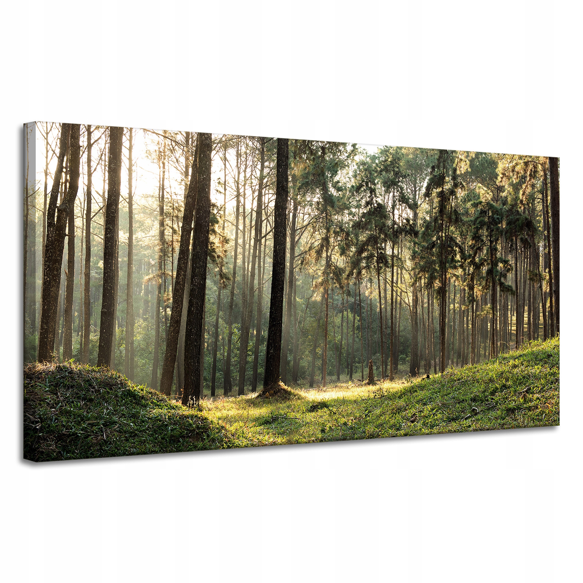 Obraz na plátně Les Stromy Slunce Příroda 120x60 cm Ideální jako dárek