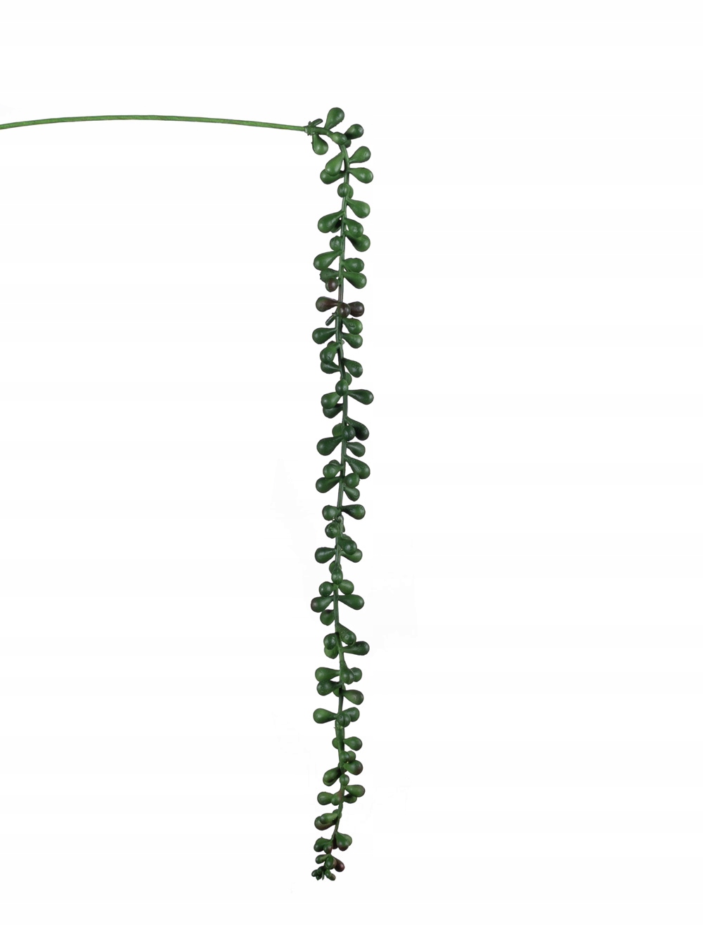 

Sukulent Sedum Burrito zwis na piku 55cm