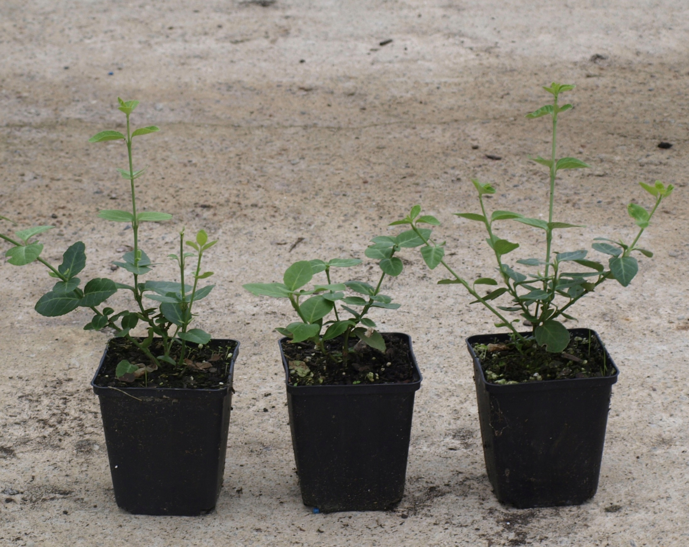 Trzmielina Fortune'a 'Coloratus' sadzonki w doniczkach