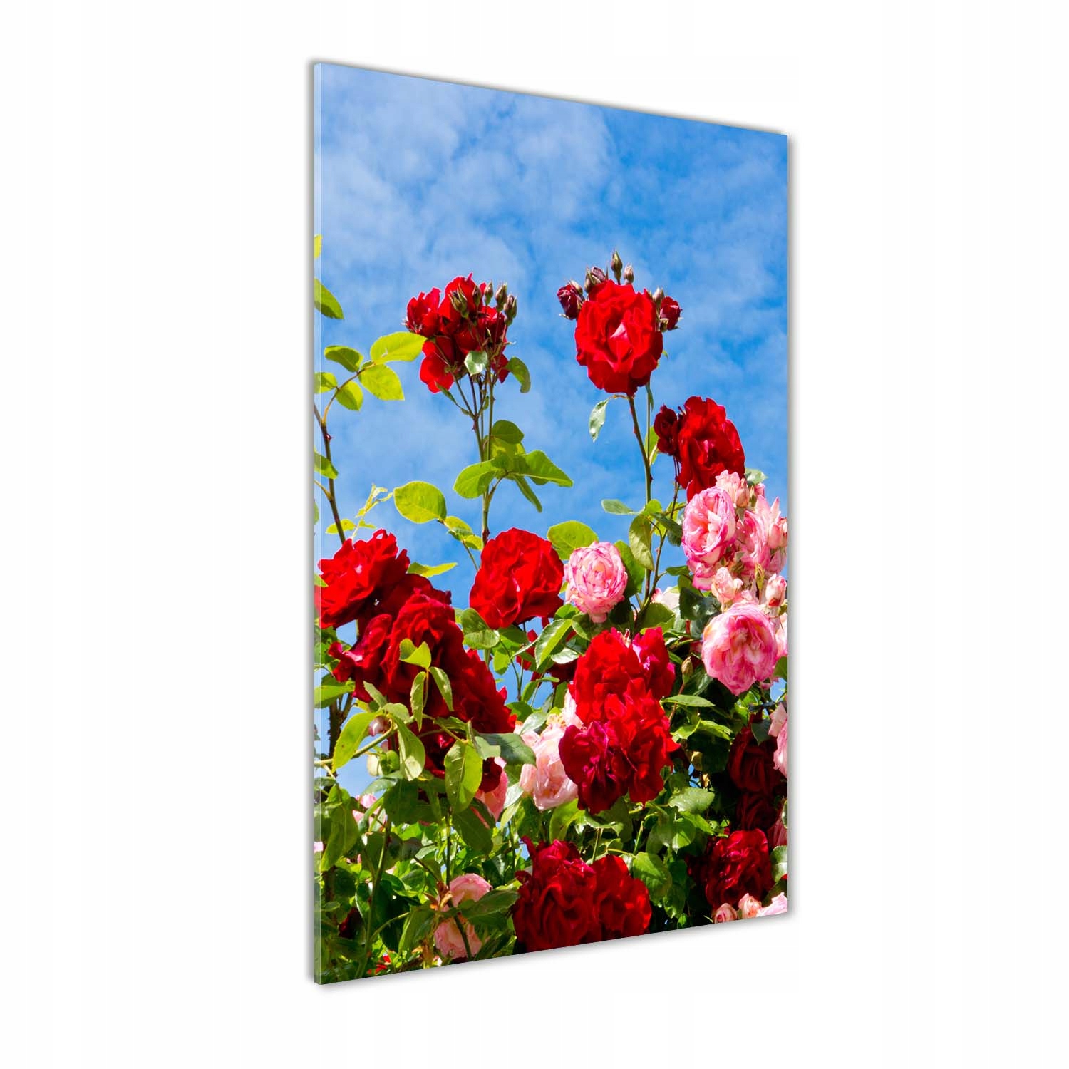

Foto obraz szkło hartowane Dzika róża 60x120 cm