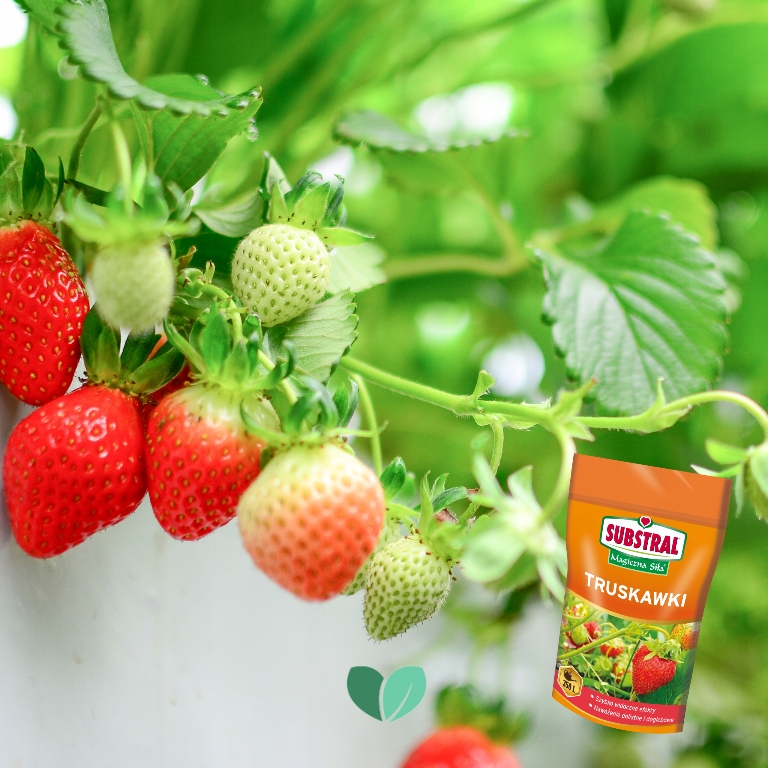 MAGICZNA SIŁA NAWÓZ DO TRUSKAWEK 350g SUBSTRAL Kod producenta 2637