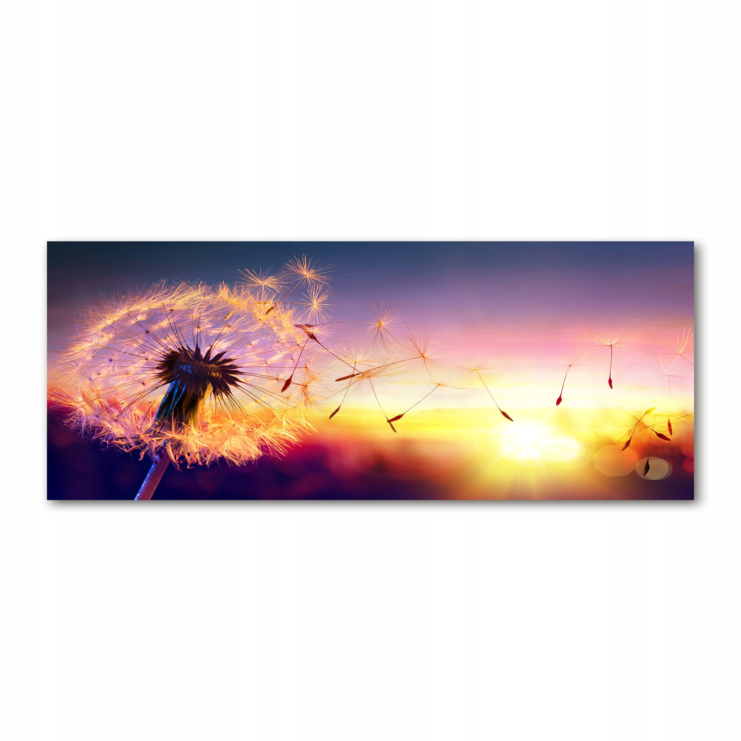 

Foto obraz akryl nowoczesny Dmuchawiec 125x50 cm