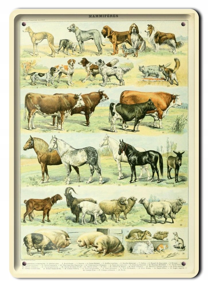 Zoologia Plakat Metalowy Szyld Obrazek #21097