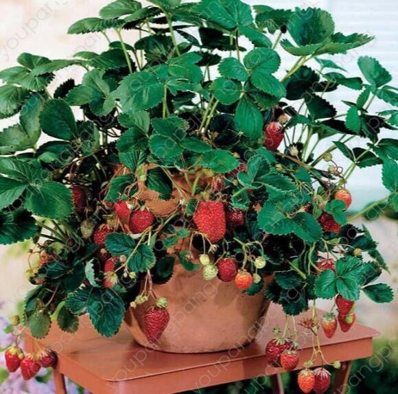 TRUSKAWKA PNĄCA ALBION zestaw 10 szt -194