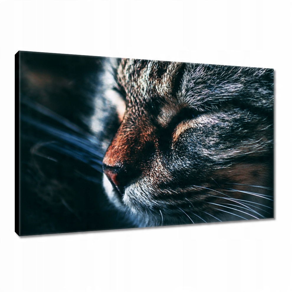 

Obrazy 120x80 Kotek Kotki Koty Kicia