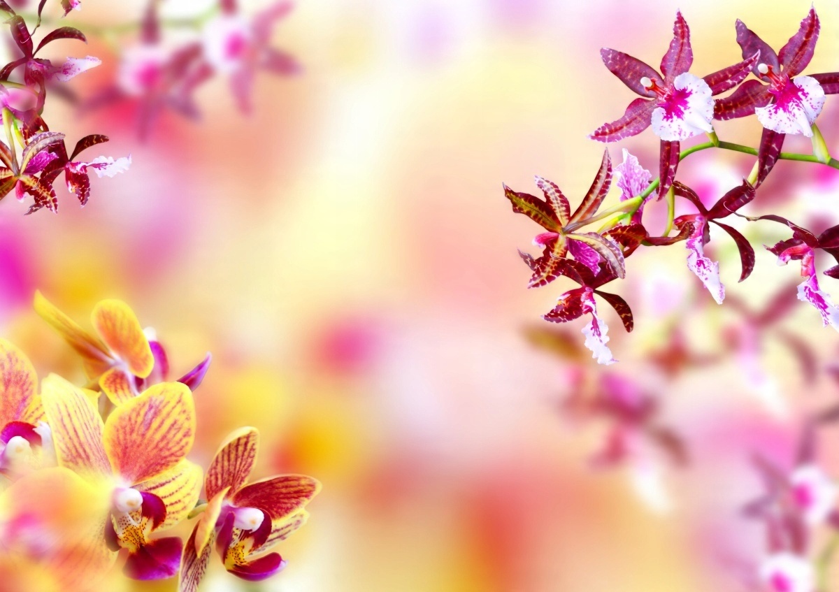 

Tapeta flizelinowa Orchidea Różowy 208x146