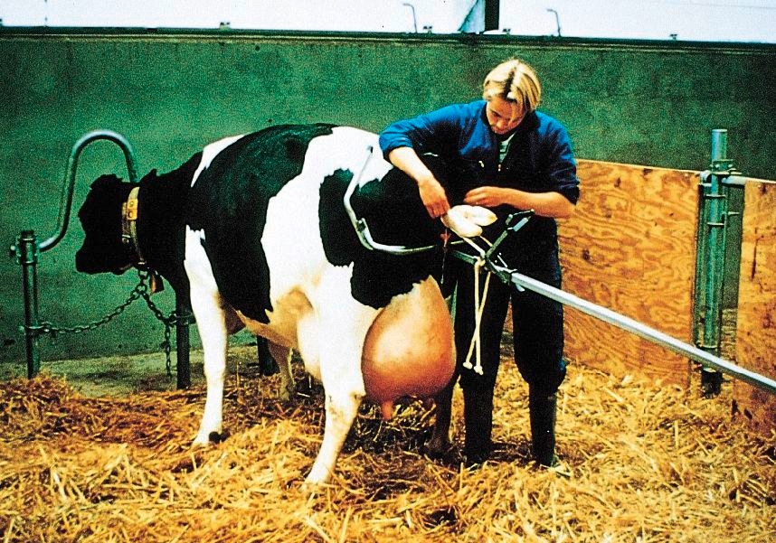 WYCIELACZ DLA KRÓW VINK 180 URZĄDZENIE PORODOWE Marka bez marki