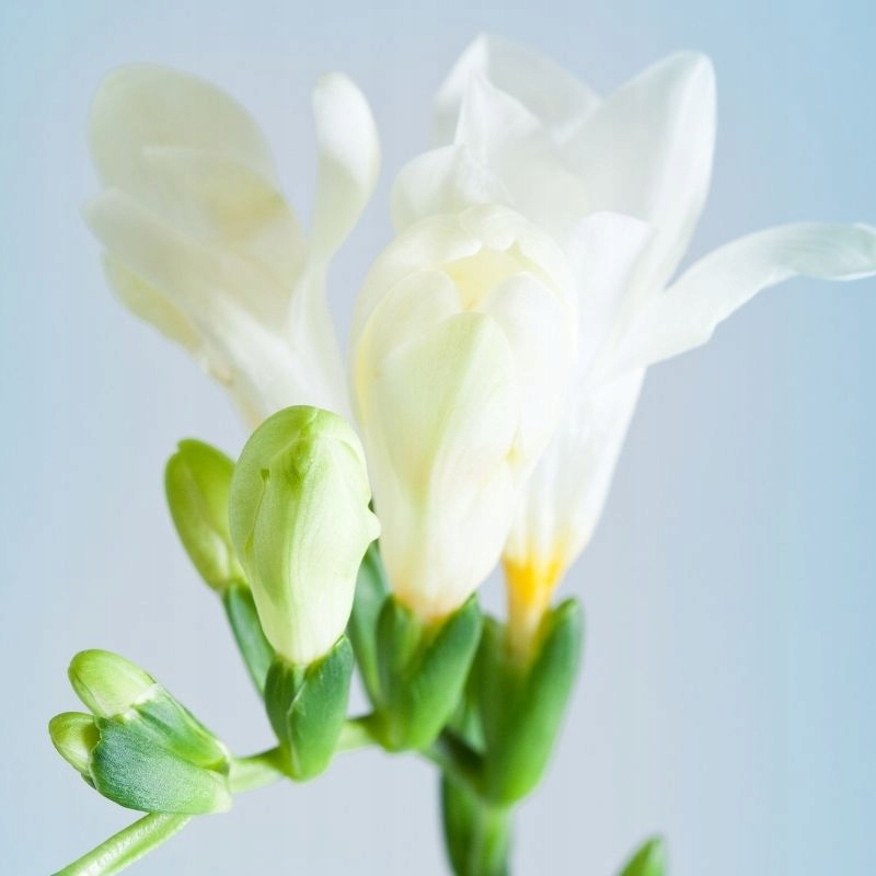 Zapach do świec sojowych wosku olejek zapachowy 10ml FREZJA Zapach kwiatowy