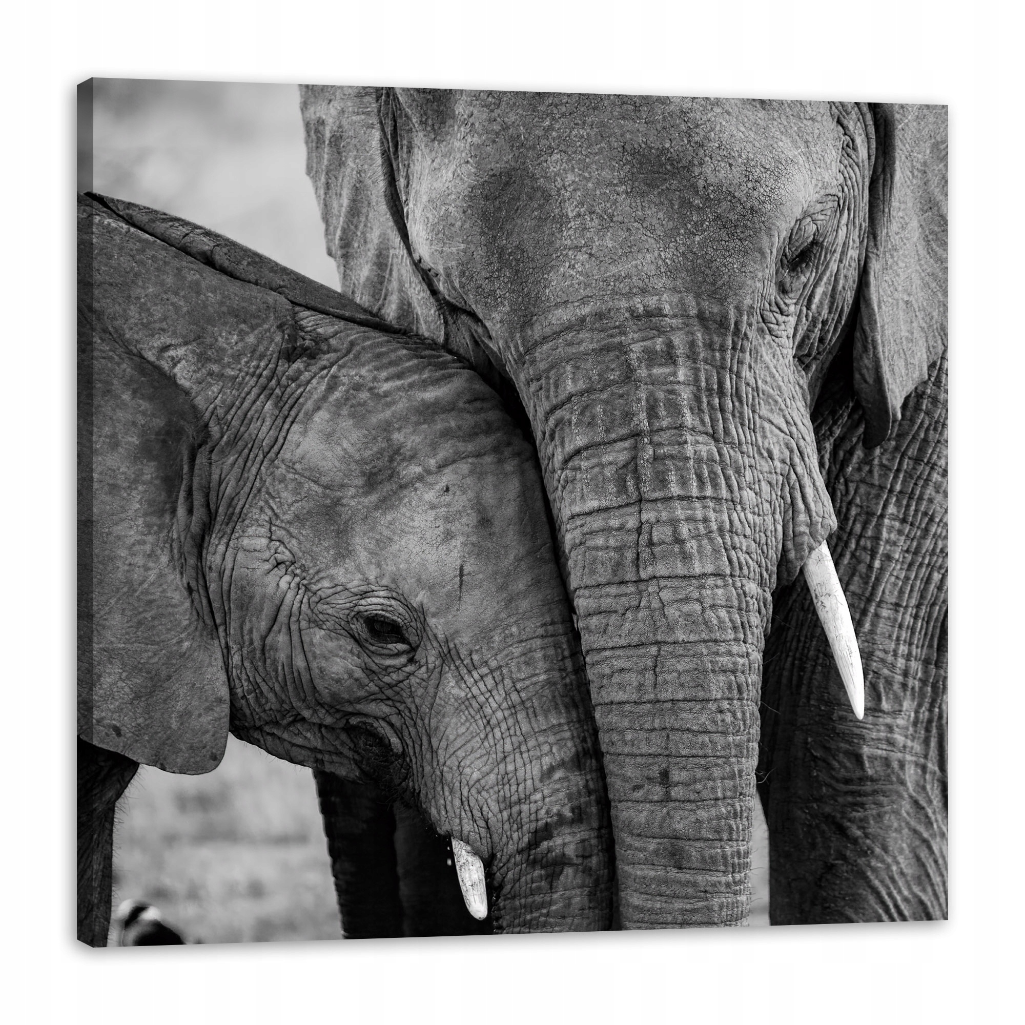 Obraz na plátně Černobílý pár slonů Příroda 80x80 cm