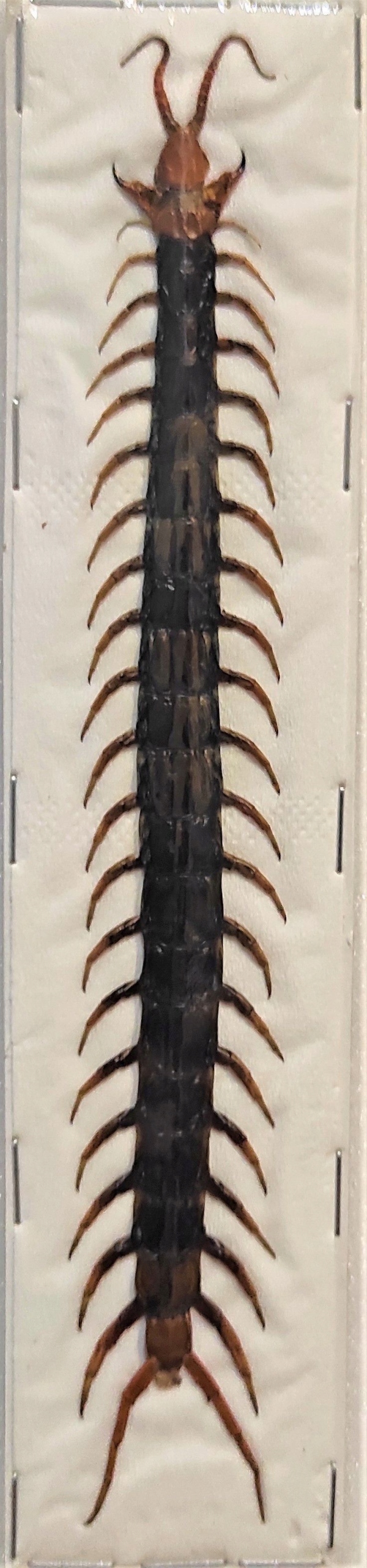 Skolopendra scolopendra morsitans .
