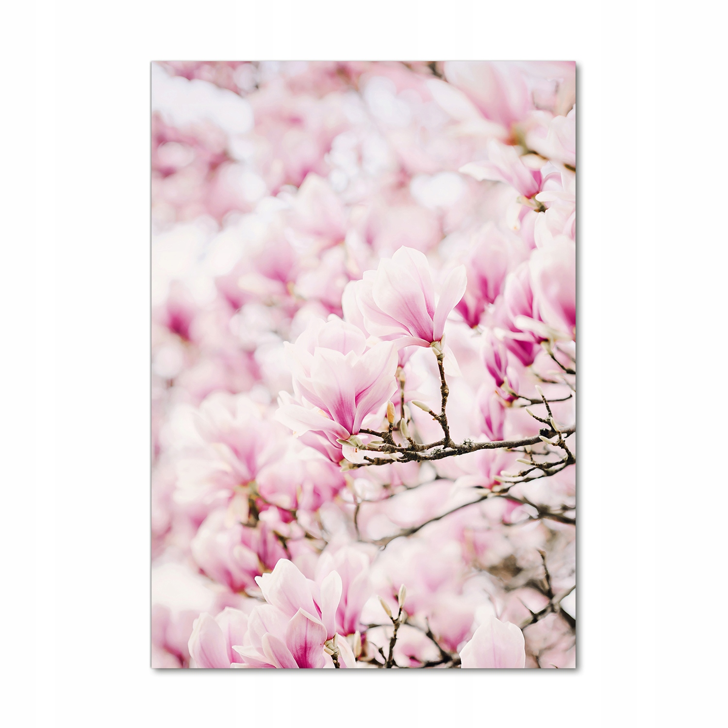 

Foto obraz na szkle pionowy Kwiaty magnolii 70x100