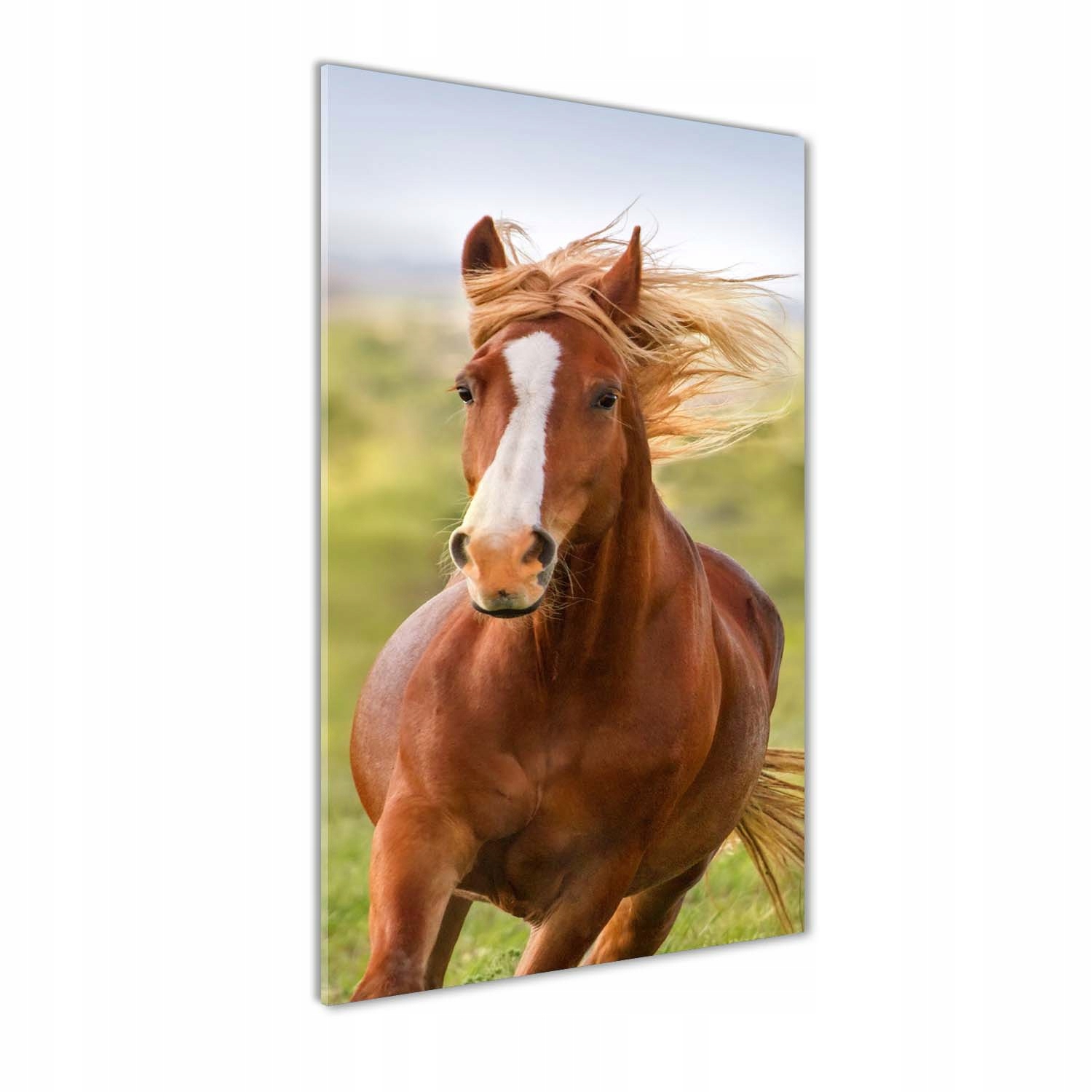 

Foto obraz akrylowy do salonu Koń w galopie 70x140