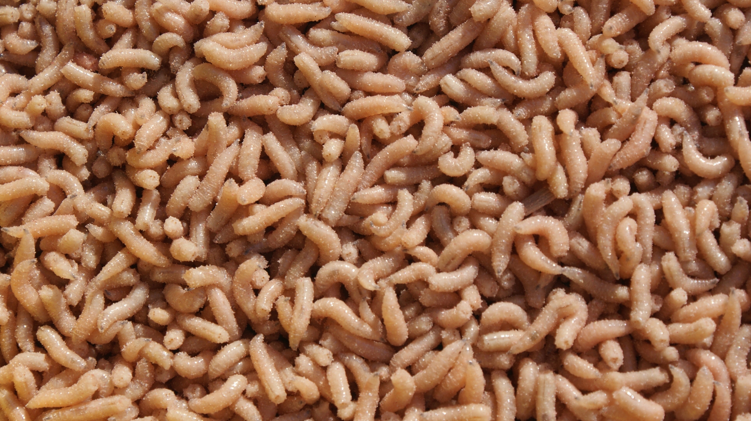 ROBAK PINKA BIAŁA 1 LITR 600g Kod producenta ROBAK PINKA BIAŁA 1 LITR 600g