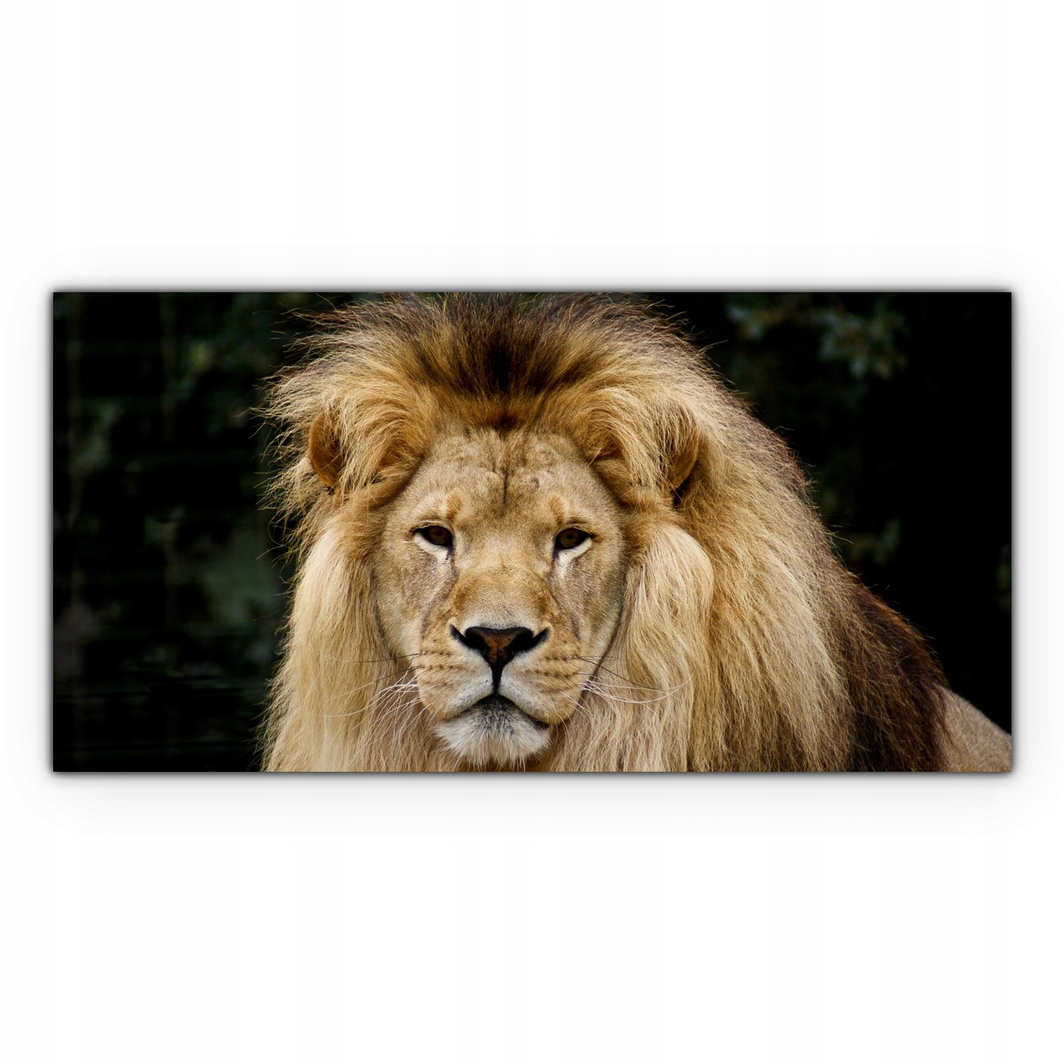 

Obraz na płótnie z foto 120x60 Afryka Lew Zwierzę