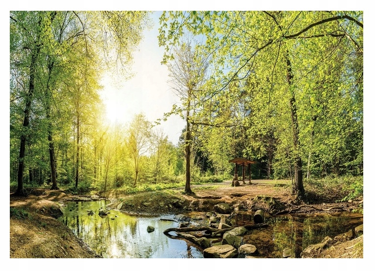 

Fototapeta Las Drzewa Krajobraz Natura 3D 416x254