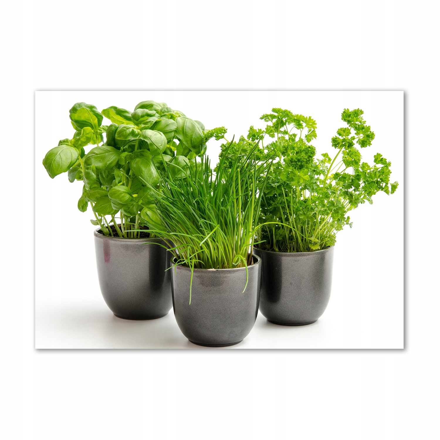 

Foto obraz szklany Zioła w doniczkach 100x70