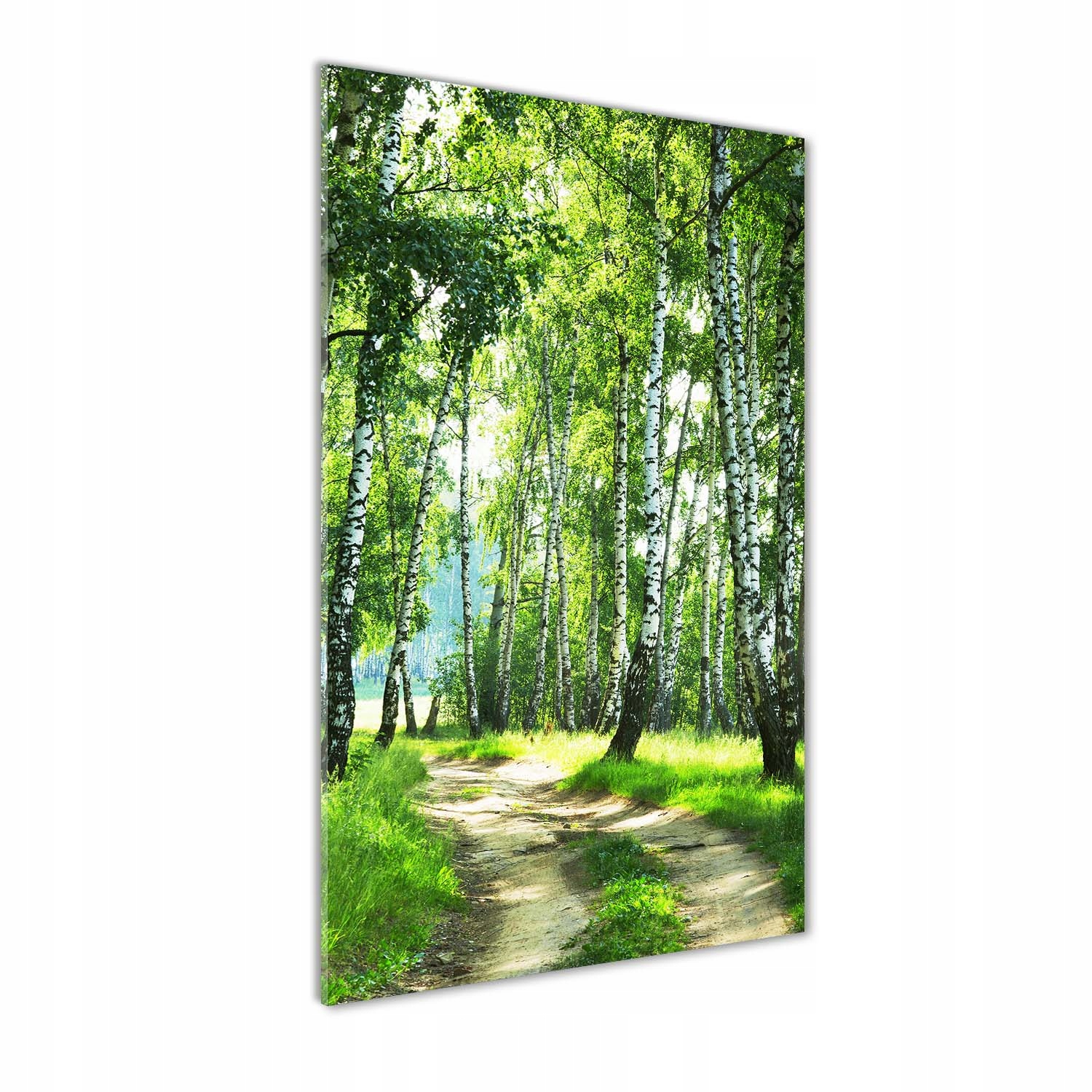 

Foto obraz szkło hartowane Las brzozowy 60x120 cm