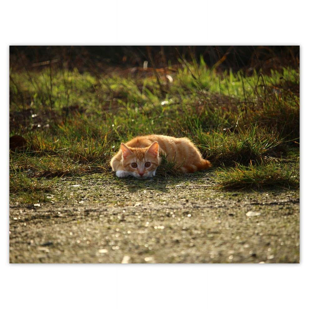 

Plakat 40x30 Kotek Kotki Koty Kicia