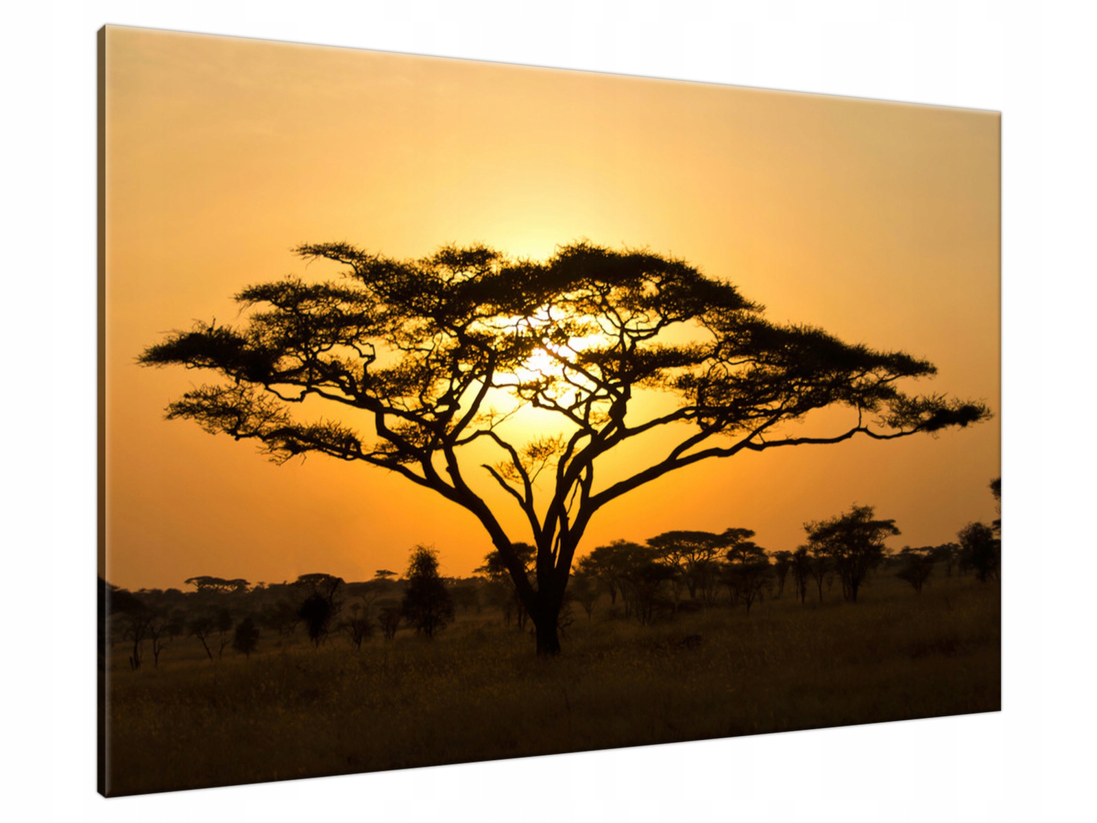 

Obraz Akacja w Serengeti 120x80 na ścianę Gratisy
