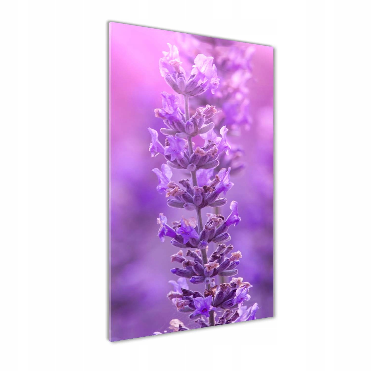 

Foto obraz szkło hartowane Pole lawendy 50x100 cm