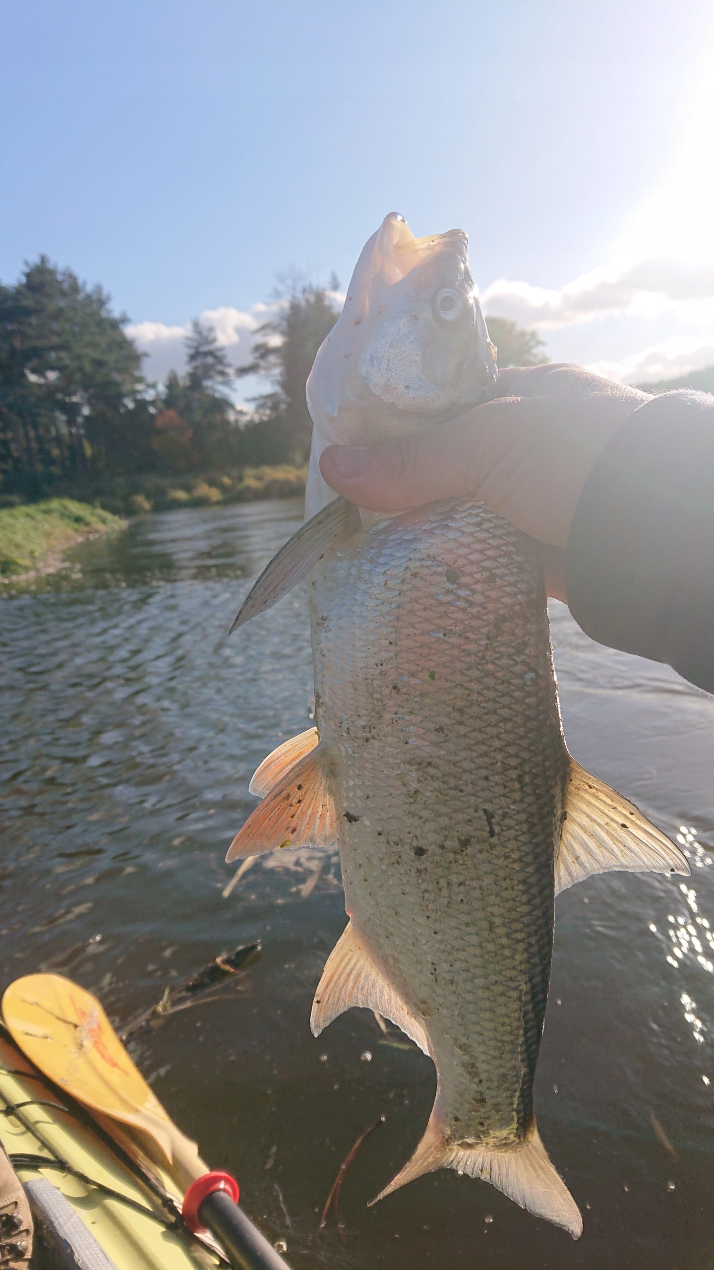 POPPER FLOPPER WHOPPER SUM SZCZUPAK SANDACZ 04 Długość 10 cm