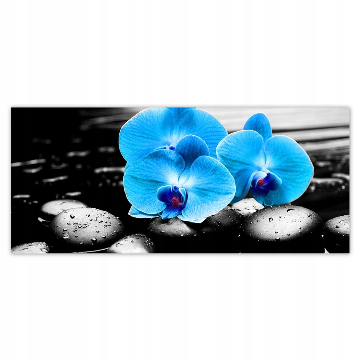 Fototapety 211x91 Modrý orchidej