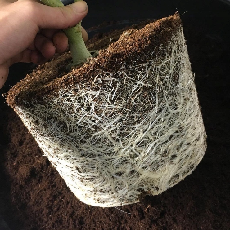 Taca do wysiewu nasion z dodatkiem BAKTERII GLEBOWYCH Biotabs Seedplugs Kod producenta 04810